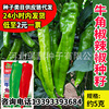 Huayu beef horn pepper pepper seed manufacturers wholesale farmhouse big pepper pepper pepper seed vegetable garden balcony potted vegetables