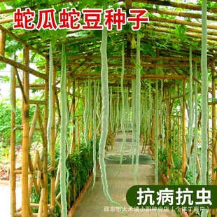 �߶��N�ӳ��L���������N���^�pʳ�ô����r��ͥԺ��ɫ�߲˷N��