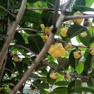 ���Ǹ۽𻨲���ľ12���_���U��4���׸�2��ɽ�軨ֲ����玧����