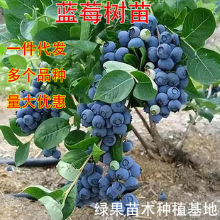 ������ ����L25�{ݮ������� ���F�{ݮ�� �G��ʯ�����{ݮ�����l