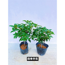 �ļ������԰��Ԙ��𻨘���ֲ�ﾰ�҃Ȼ܎����������̨ͥԺ�¹�