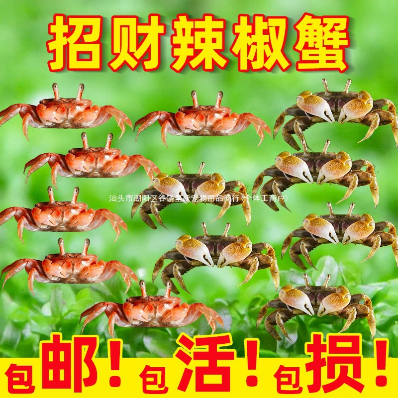 Мини-краб чили, декоративный краб, домашний краб, пресноводный аквариум, инструмент для удаления водорослей, инструмент для очистки фекалий, глубокая вода, маленький питомец
