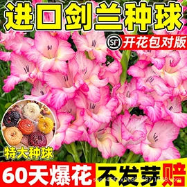 种子;草种子;盆栽