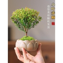 小叶赤楠盆栽水培苔藓球迷你小盆景植物室内办公室桌面摆件绿植