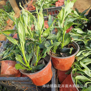 Clematis Potted Plant Project Greening Park All Year Round Evergreen Blue Flower Landscaping Plant Clematis Flower Seedlings
