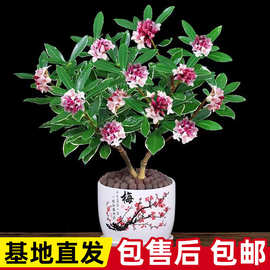 金边瑞香盆栽 浓香型耐寒盆景绿植 室内懒人花卉老桩客厅植物花卉