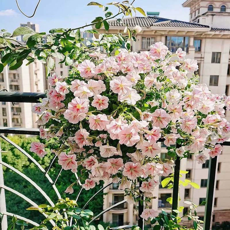 Семена подвесной петунии с крупными цветками посажены и цветут в любое время года, семена цветов, которые легко выращивать, для комнатных горшечных растений на внутреннем дворе.