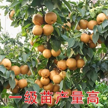 ������޽���ɳ��������������������ϱ����Nֲ���Ե�����