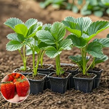 ��ݮ�������������ϼ��ݮ�҃��̨�Nֲ����ڲ�ݮ�ϱ����ļ��Nֲ