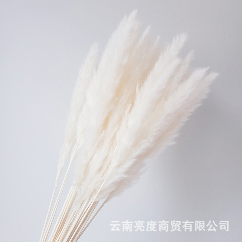 Pampas naturales ramo de flores secas cola de conejo hierba pequeña Reed polvo Reed madera estilo bohemio decoración del hogar