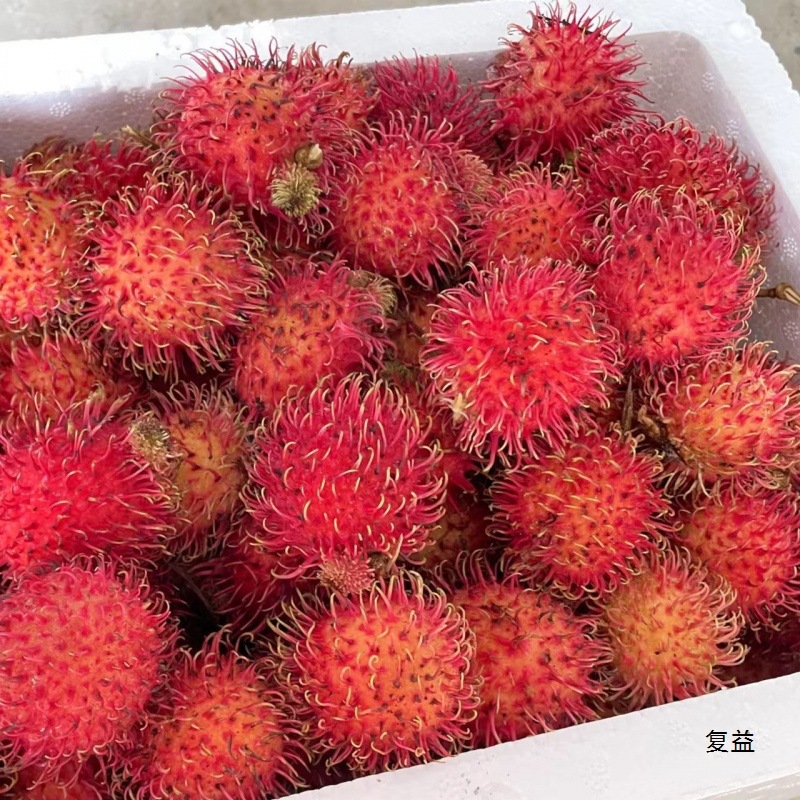 Fresh Rambutan Mangosteen Tropical Fruit Freshly Picked Guaranteed Against Defective Fruits