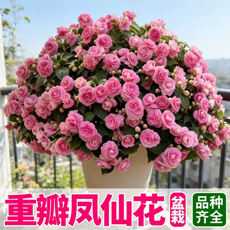 Nasturtium Flower Seedlings, Henna Flower Potted Plants for Balcony and Garden, Easy to Care for All Year Round, Heat-Resistant Plants, Large Flowers with Flower Buds