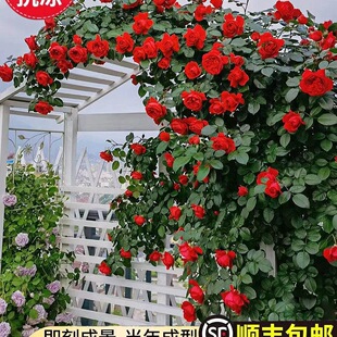 ��2�״��硿�Nޱ�����ٱ��¼������������ֲ��ͥԺ����õ�廨