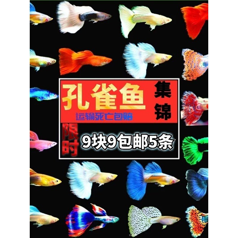 Ornamental Fish, Guppies, Live Fish, Freshwater Fish, Beginner Fish, Directly Produce Baby Fish, Live Fish, Purebred, Free Shipping Ornamental Fish, Guppies, Live Fish, Freshwater Fish, Beginner Fish, Directly Produce Baby Fish, Live Fish, Purebred, Free Shipping