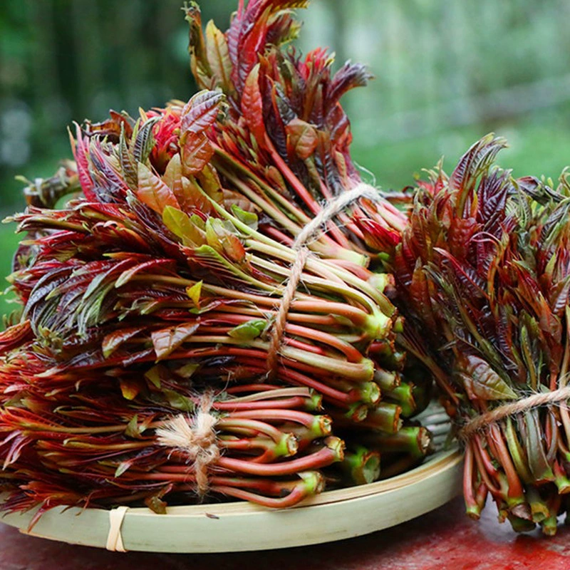 Производители оптом красное масло семян Toona семена овощных семян овощных личинок свежие быстрорастущие семена для посадки