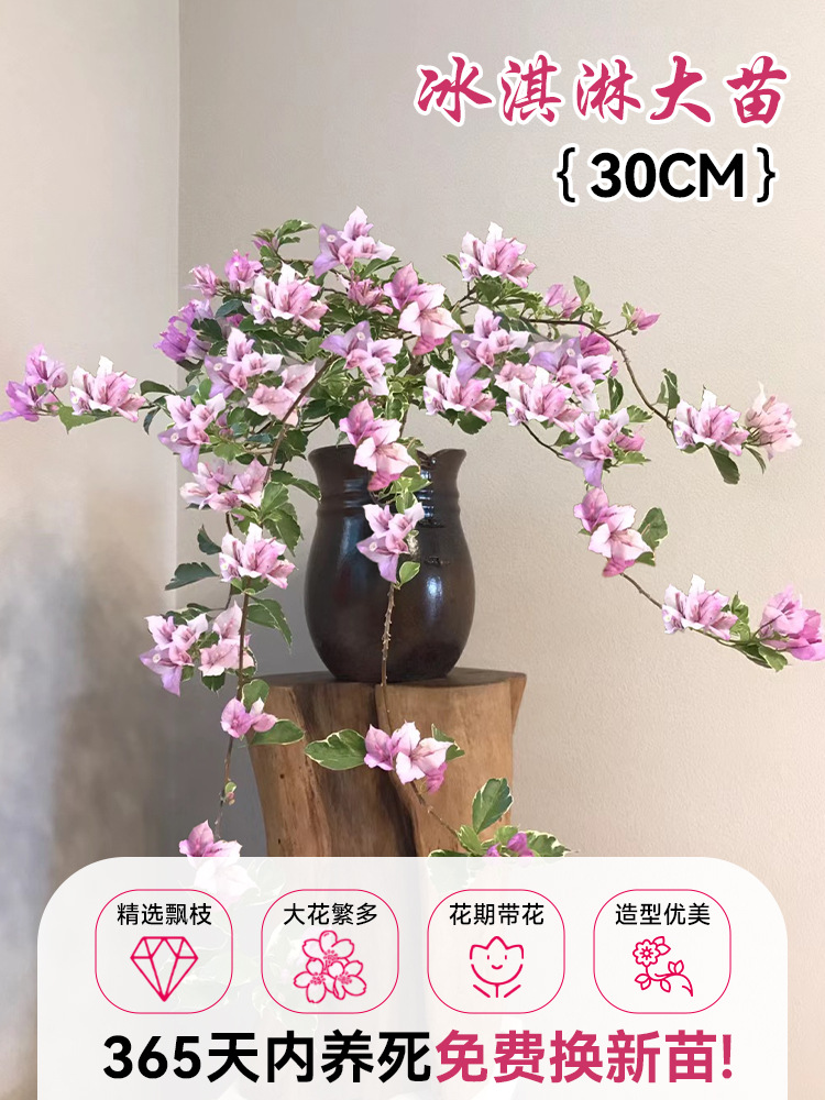 [엄선된 떠다니는 가지] 아이스크림 약 30cm [아름다운 모양] (개화기에는 꽃이 핀다)