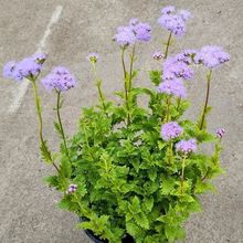 �{�F���Ӂ��� ���������쾰�^�p������ֲ�� �ɶ��@�־G��������ľ