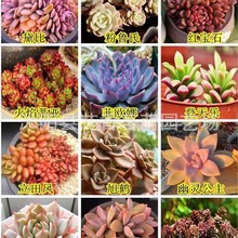 ����ƶ���ֲ����b ����N�Ӷ���N�� ���Ի��� ͥԺ�̨