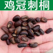 跨境 林木种子 鸡冠刺桐种子 象牙红 鸡冠豆 巴西刺桐 1件=1斤