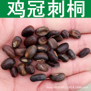 �羳 ��ľ�N�� �u�ڴ�ͩ�N�� �����t �u�ڶ� ������ͩ 1��=1��