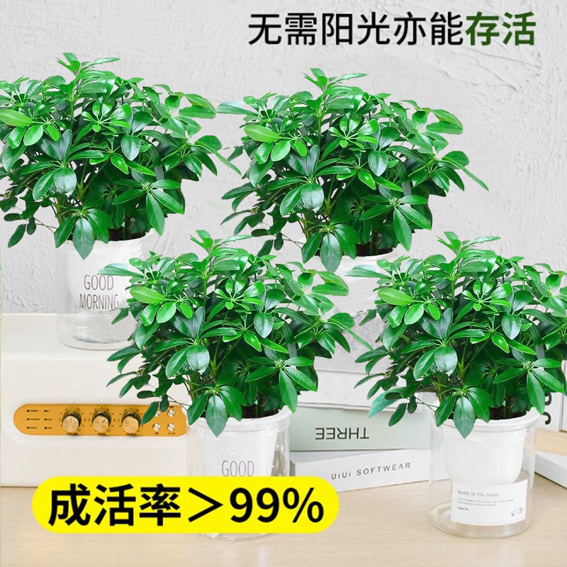 복 트리 25-30cm 4 포트 + 좋은 아침 냄비 + 영양 용액 4 포트 특별 제공