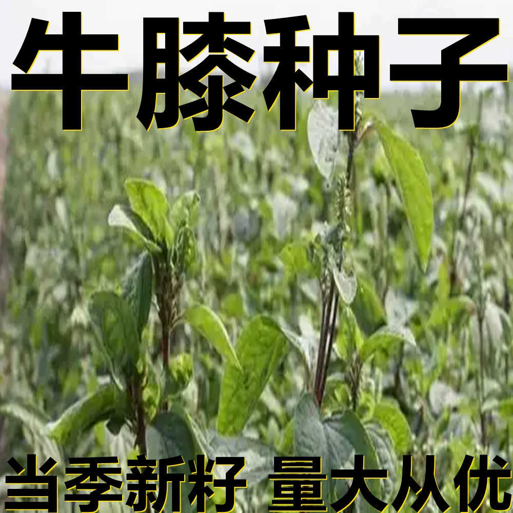 Пакетик 500г семян Цинанхума, оптом, прямые поставки с места происхождения, сезонные новые семена, семена садовых растений