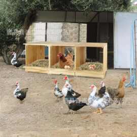 跨境木制鸡窝可壁挂鸡巢宠物孵蛋箱多格鸡舍鸭鹅家禽户外栖息地