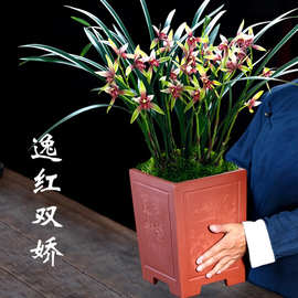 现带花苞出售兰花苗建兰四季兰 小国魂 浓香四溢室内花卉盆栽好养