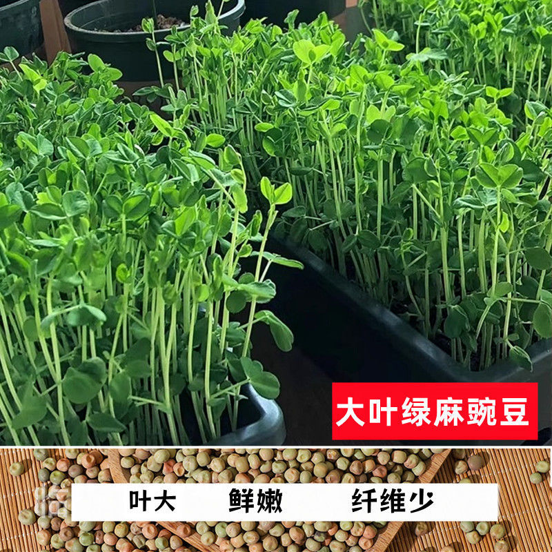 绿麻豌豆种籽吃苗水培豌豆芽苗菜种子土培阳台菜苗无须豌豆尖四季
