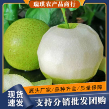 正宗绿宝石梨子9斤整箱蜜梨新鲜水果10批发包邮5斤河北青皮皇冠梨