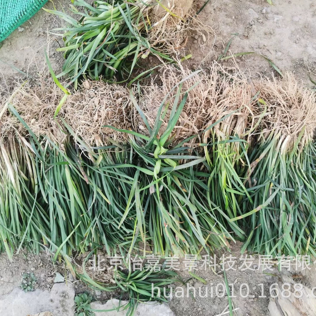 Датская трава прибывает в большом количестве в городской парк Пекина