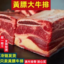 原人锡盟原黄牛排带骨牛肉牛寸排多肉牛仔骨烧烤炖煮一件代发