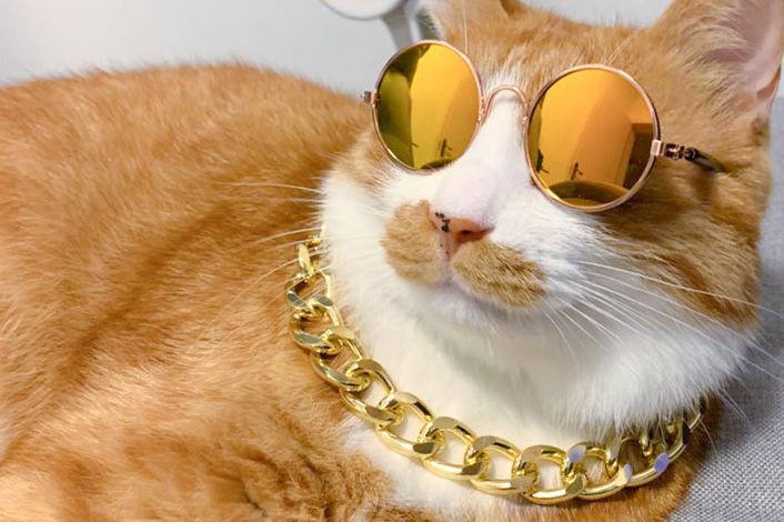 Accesorios para gatos para mascotas, gafas pequeñas, personalidad encantadora, vestido para fotos, gafas de sol para gatos, gafas para gatos