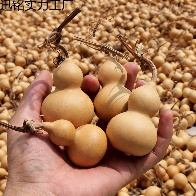 天然手捻葫芦小美胖墩批发有龙头高通微瑕精品摆件文玩工艺品包挂