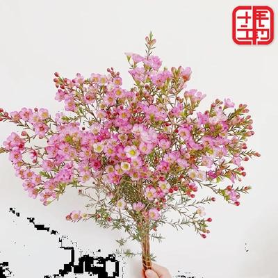 wintersweet flower Base Straight hair Water to keep flower arrangement Aviation Yunnan Kunming household new year