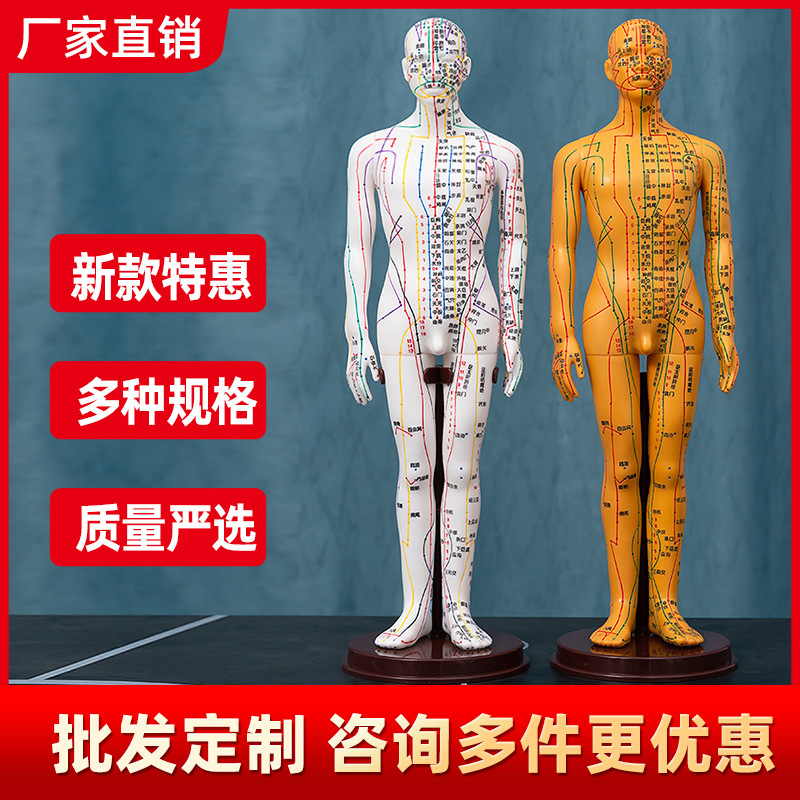 Acupuncture and Moxibustion Acupoints Human Body Model Figure Small Copper People Big Real People Can Puncture Needles Twelve Human Shape Exercise Whole Body Meridian Model