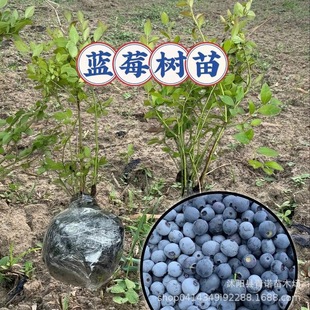 ���l���۰����{ݮ�� ������ ���� �{ݮ������  �{ݮС��