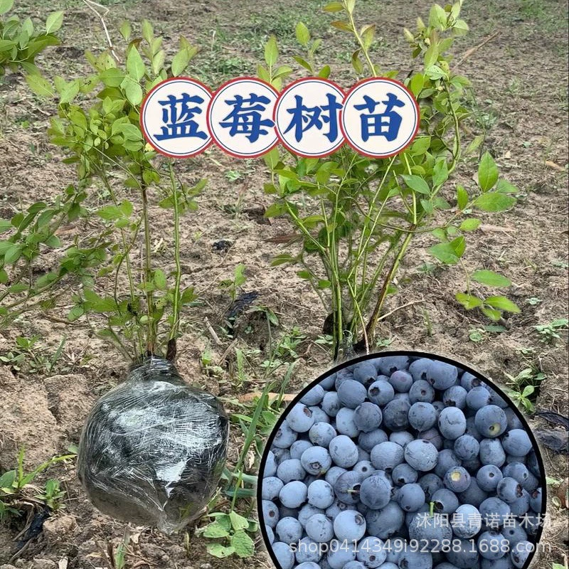 Оптовая продажа кустов черники саженцы плодовых деревьев кроличьи глаза голубика в горшках саженцы черники саженцы голубики