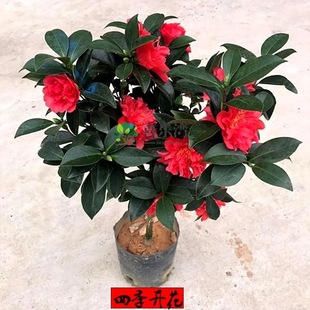 ļ軨ļ_ļGtɫذ҃ͥԺ