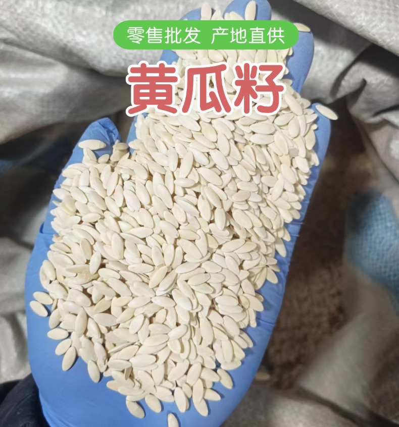 Dried Cucumber Seeds Huang Gua Zi 500g Northeast China Raw Herbal Botanical overview