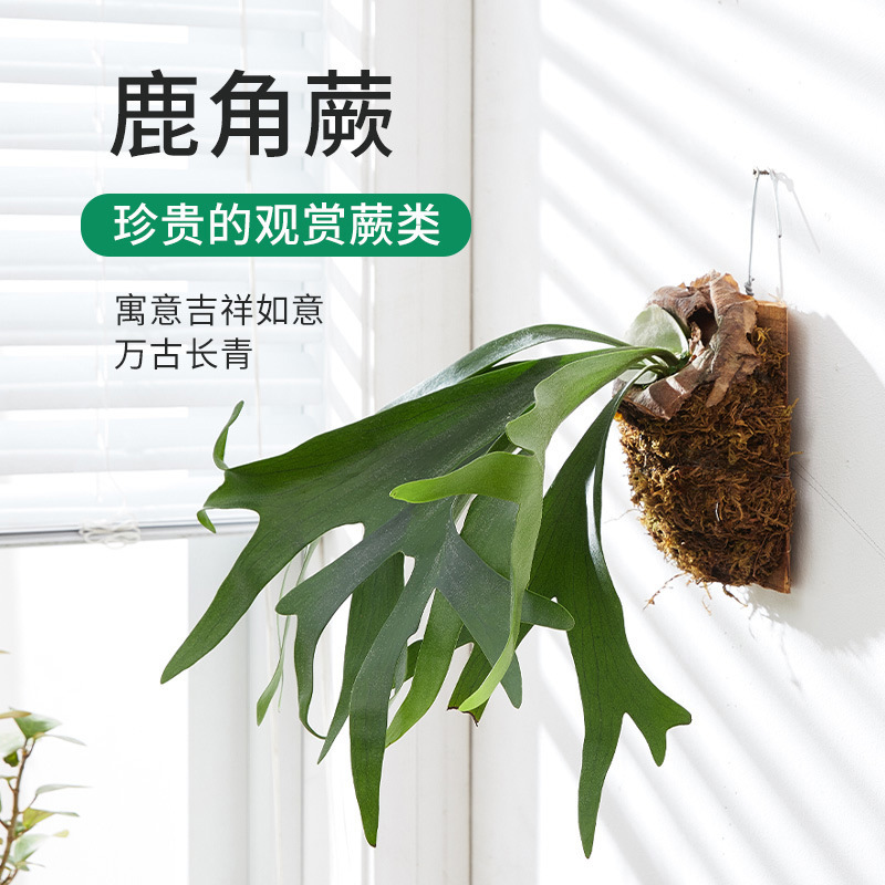 Bianxi Erqi Antler Fern Plant Epiphytic Scandinavian Ins Style Green Plant Indoor Wall Hanging Potted Plant Is Shade Tolerant and Easy to Grow