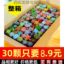 多肉植物组合盆栽稀有套装整箱新款肉肉植物一微景观贵货新手品种