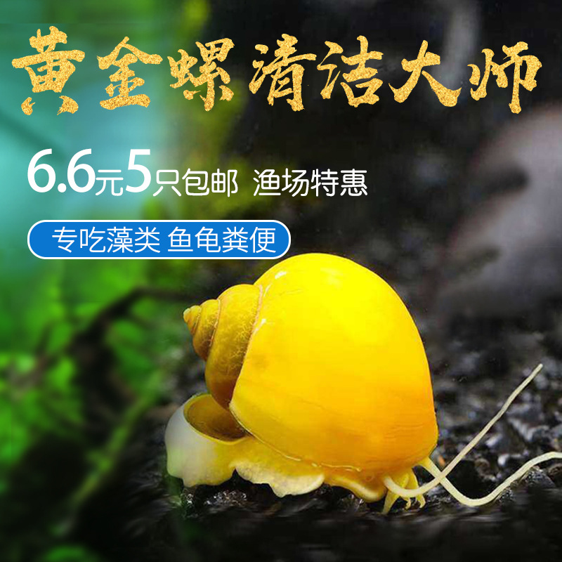 螺除藻螺观赏螺鱼缸清洁螺吃藻螺苹果螺斑马螺吃粪工具淡水螺
