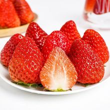 當季現摘莓新鮮美味奶油莓香甜水果兒童非丹東99紅顏