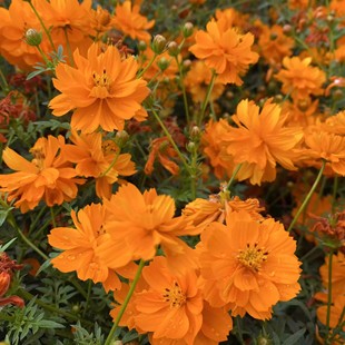 ���A�շN�Ӹ�ɣ���N���S��˹�ջ���ͥԺ���^�G���������ܲݻ��N��