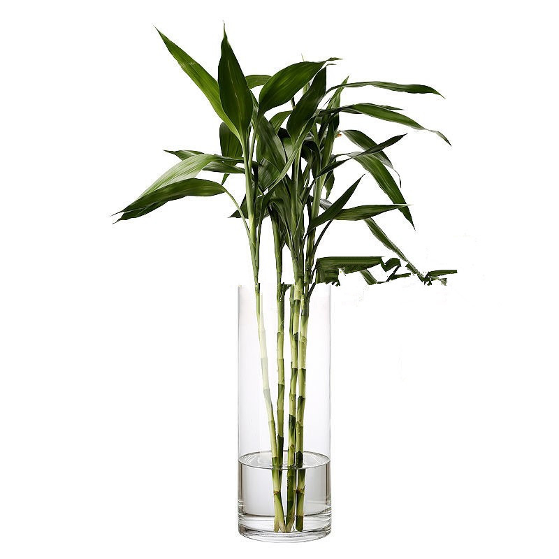 Transparent Straight Glass Vase Flowers Rich Bamboo Water Flower Raising Apparatus Creative Floor Decoration Cylindrical Wedding Guide