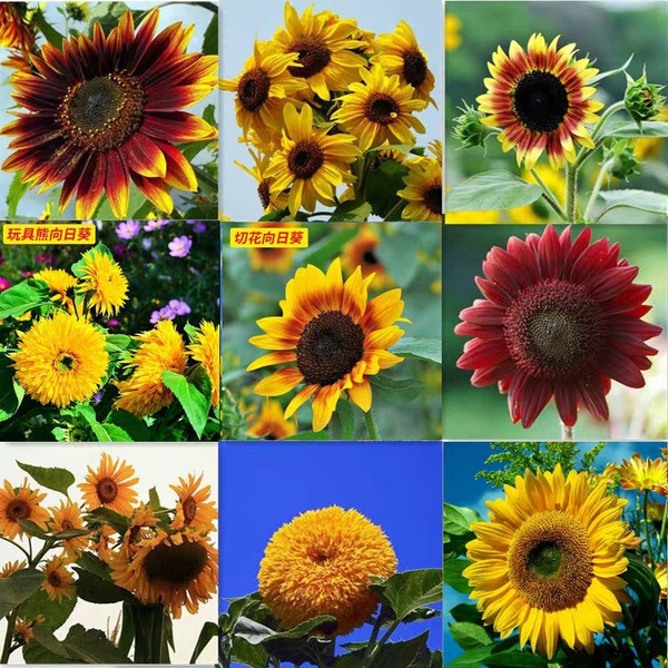 Sunflower Seeds to see edible flowers and flowers
