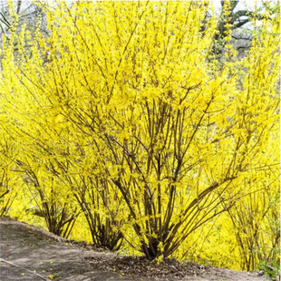 �����B�N����ͥԺ�ͺ�ֲ������̨���Ի����S�ϻ����S���l���N��