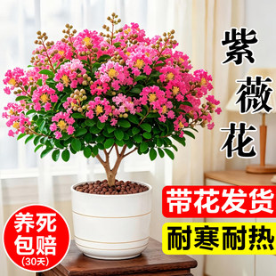 ��ޱ���������԰��ռt�����҃������辰�̨ͥԺ�G��ֲ���ļ�����