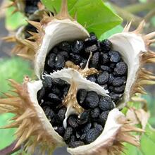 �²������_�� �N��ș�ķN���²ɷNș�ķN �����_�N�� �Nֲ